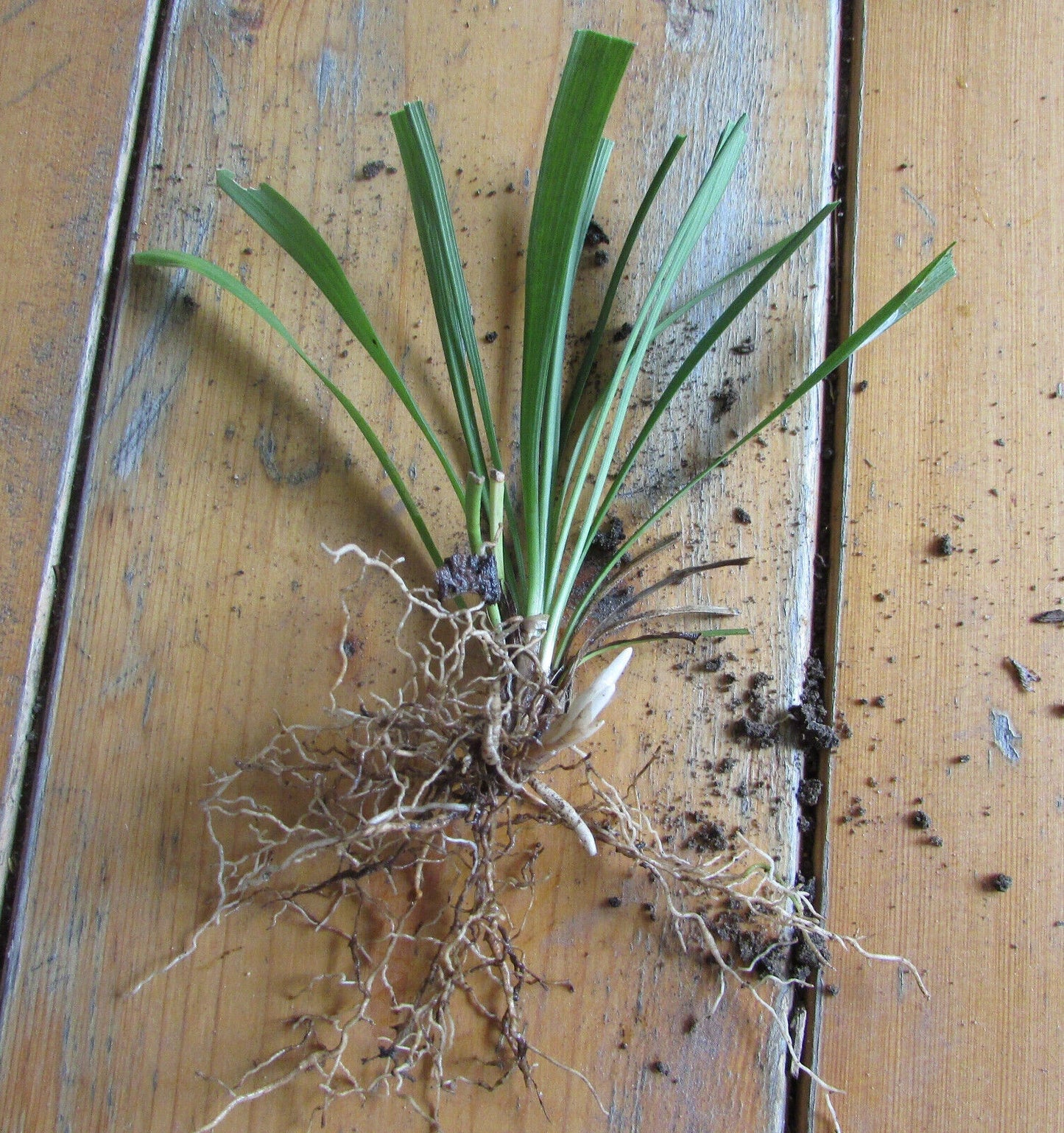 25 Bare Root Monkey Grass Plants, Fast Growth Evergreen Perennial Border Liriope, Liriope muscari