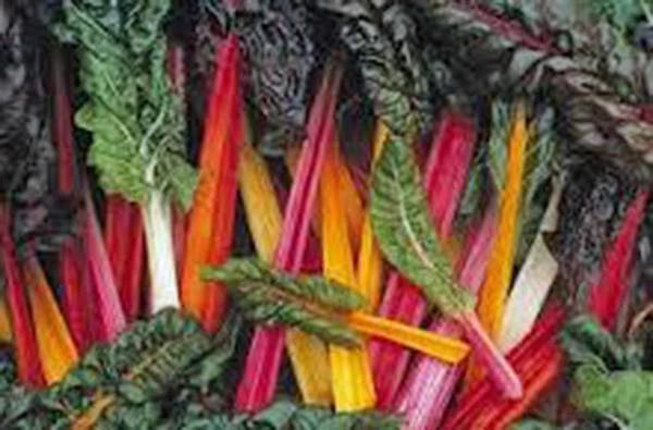 Swiss Chard Seeds, Rainbow Heirloom, 100 Non-GMO Seeds, Beta vulgaris subsp. cicla