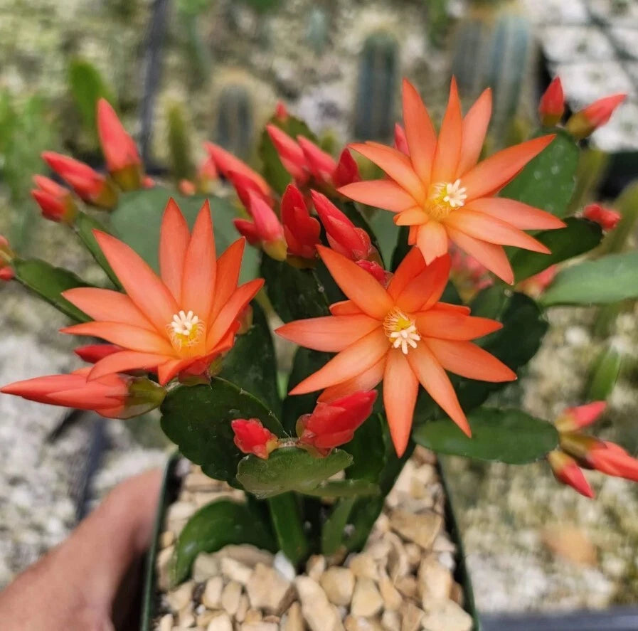 Orange Easter Cactus Live Plant 3 Pot 5 6 Tall Spring Cactus Orange Easter Cactus Live Plant 3 Pot 5 6 Tall Spring Cactus