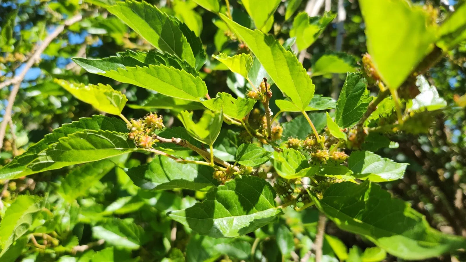 15 Assorted Mulberry Cuttings - Dwarf Everbearing - Morus nigra - Ideal for Home Gardens and Edible Landscaping