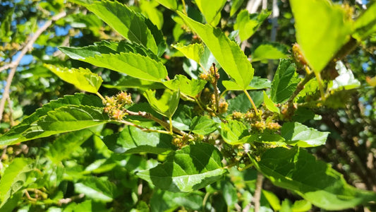 15 Assorted Mulberry Cuttings - Dwarf Everbearing - Morus nigra - Ideal for Home Gardens and Edible Landscaping