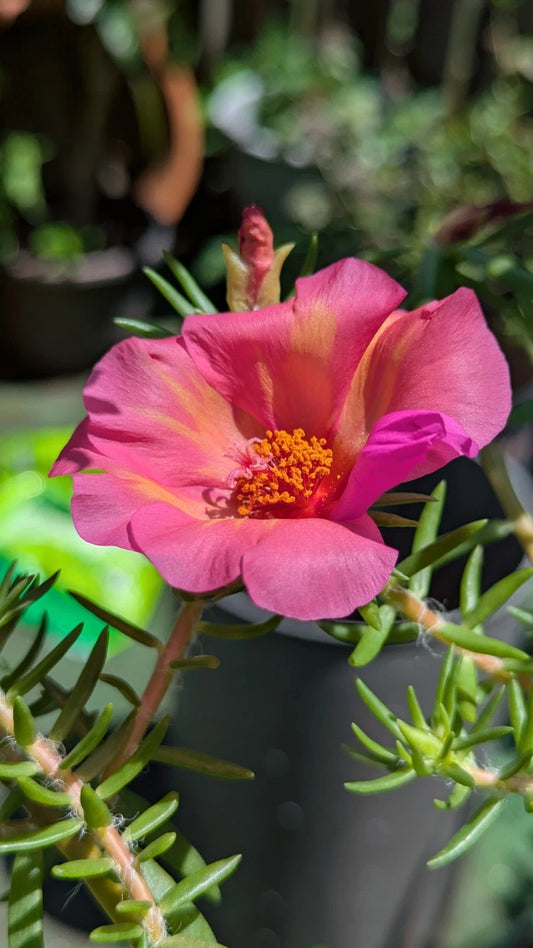 Jumbo Portulaca Cuttings - 5 Unrooted Magenta Orange Splash - Portulaca Grandiflora 'Samba'