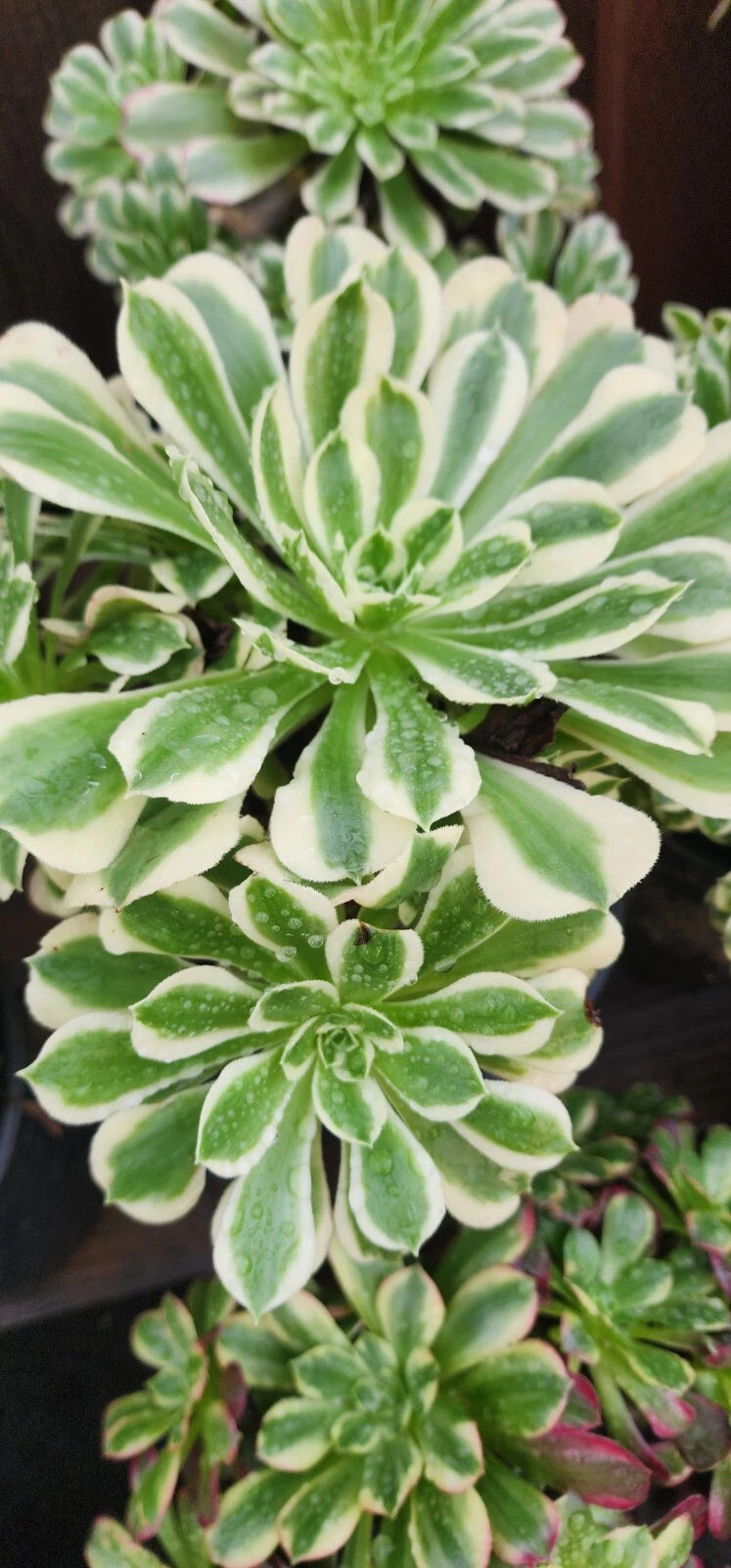Aeonium Cutting - Riverstone Variety - Succulent Plant for Propagation - Aeonium spp.