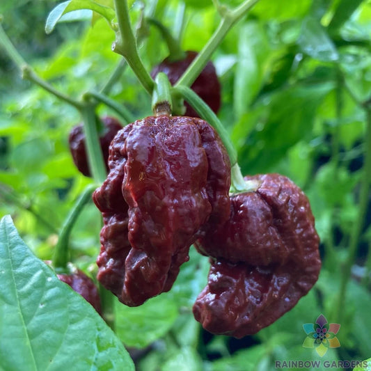 7 Pot Douglah Hot Pepper Seeds - 25+ Premium Seeds for Garden Planting - Capsicum chinense - USA Grown, Free Shipping