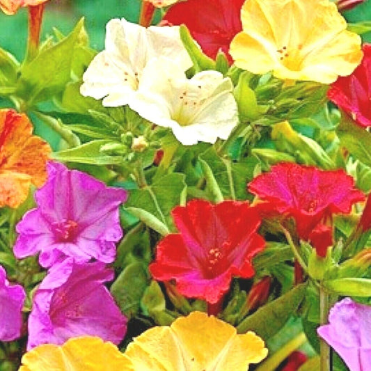 40+ Four O'Clock Mix Seeds - Wildflower Pollinators, Fragrant Night Blooms, Perennial Plants for Gardens (Mirabilis jalapa)
