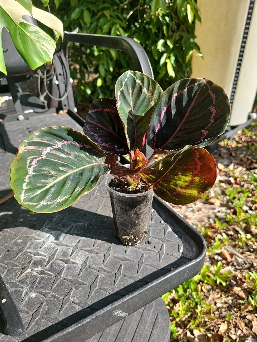 Calathea Roseopicta Dottie Plant, 3 Inch, Goeppertia 'Black Rose', Rose Painted Black Foliage, Indoor Houseplant