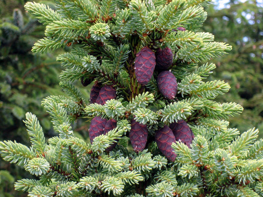 Black Spruce Tree Seeds, 50 Seeds, Picea mariana, Native Evergreen Conifer, Ideal for Reforestation and Landscaping