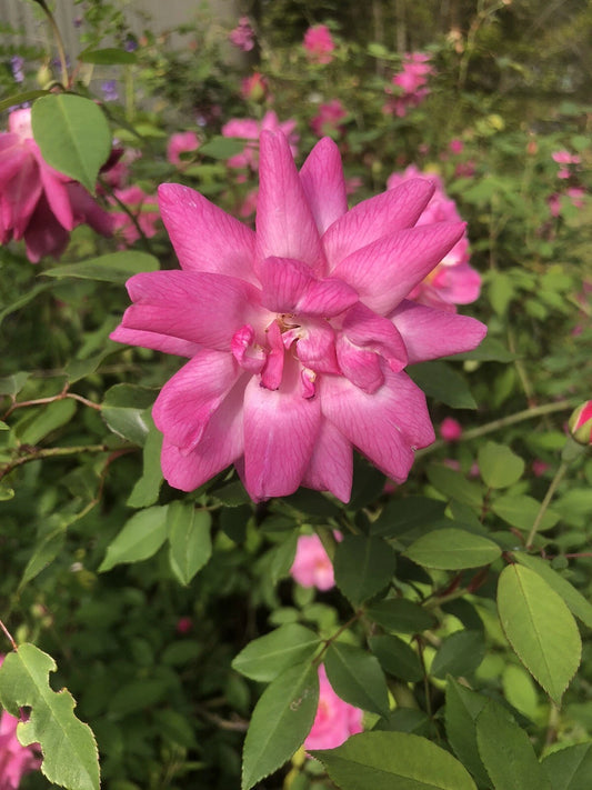 10 Inch Antique Old Blush Rose Cuttings - Rosa spp. - Heirloom Garden Roses for Propagation