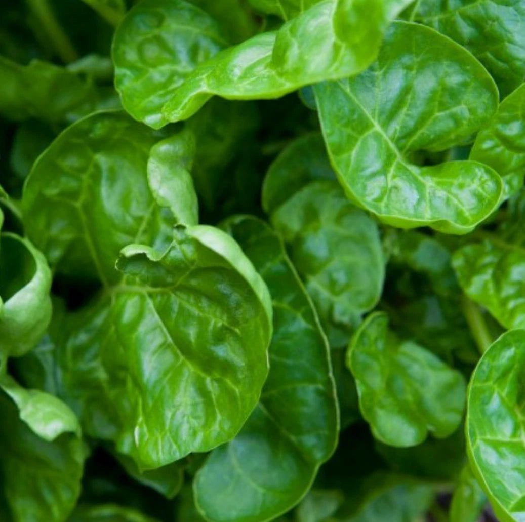 200 Non-GMO Swiss Chard Seeds, Perpetual Variety, Salad Greens, Beta vulgaris subsp. cicla