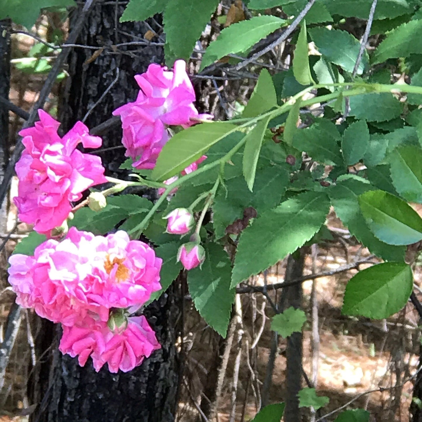8 Cuttings Heirloom Pink Seven Sisters Roses Climbing Bushes 6 Inch - Rosa multiflora