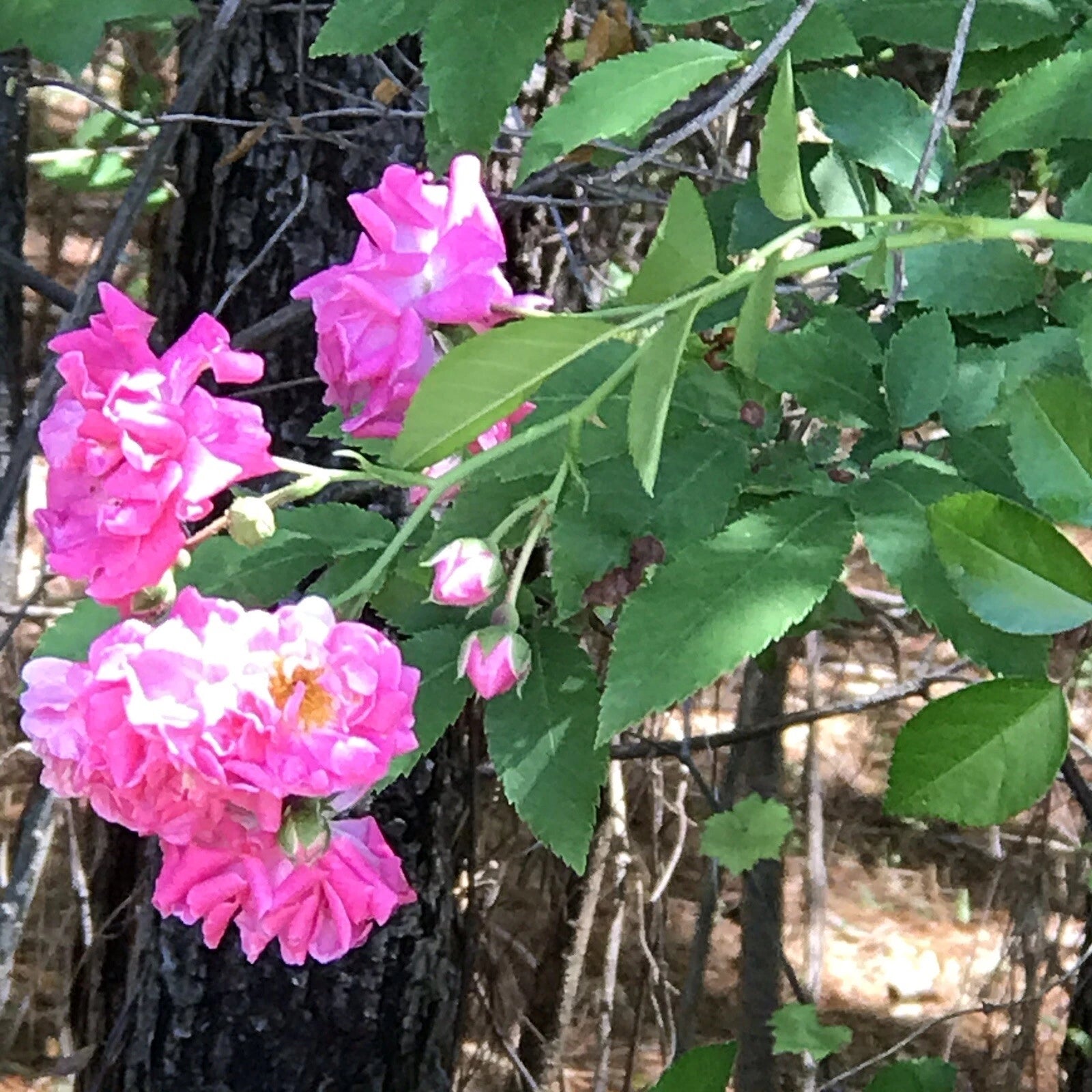 8 Cuttings Heirloom Pink Seven Sisters Roses Climbing Bushes 6 Inch - Rosa multiflora