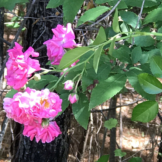 8 Cuttings Heirloom Pink Seven Sisters Roses Climbing Bushes 6 Inch - Rosa multiflora