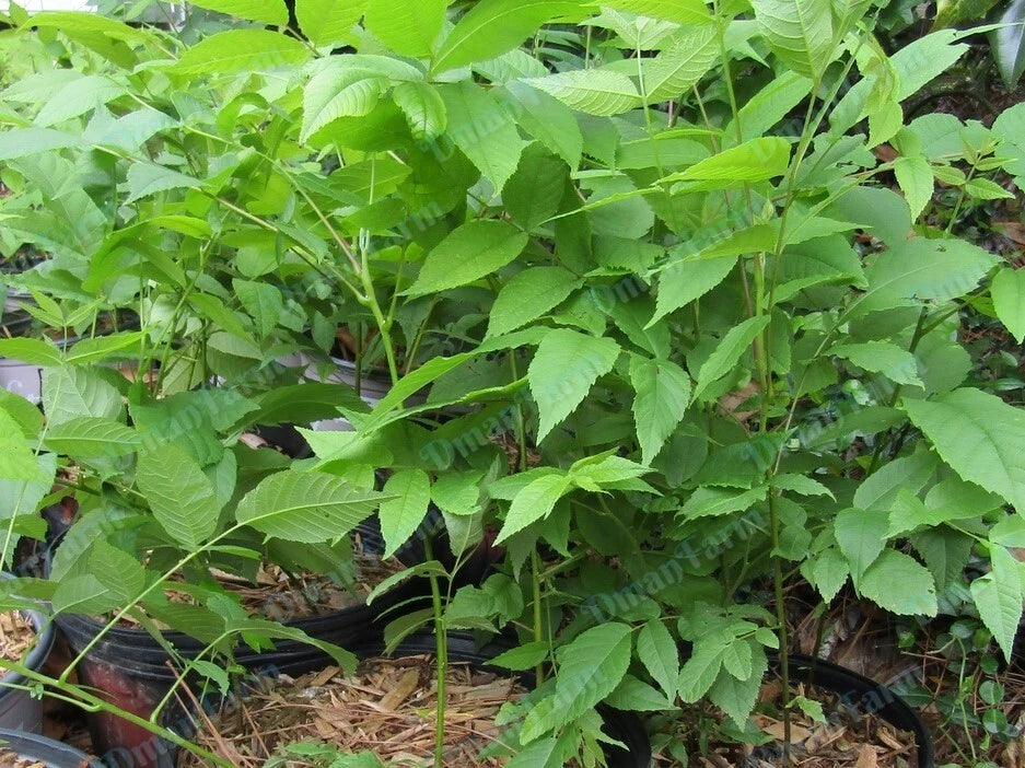 Black Walnut Trees Seedlings - 12"-16" Live Bareroot, Juglans Nigra - Three Healthy Organic Plants for Nut Production