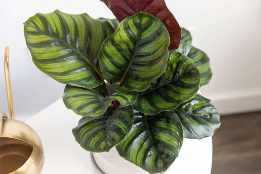 Calathea Fasciata Seeds - 25+ Rare Garden Seeds for Planting - USA Grown - Free Shipping