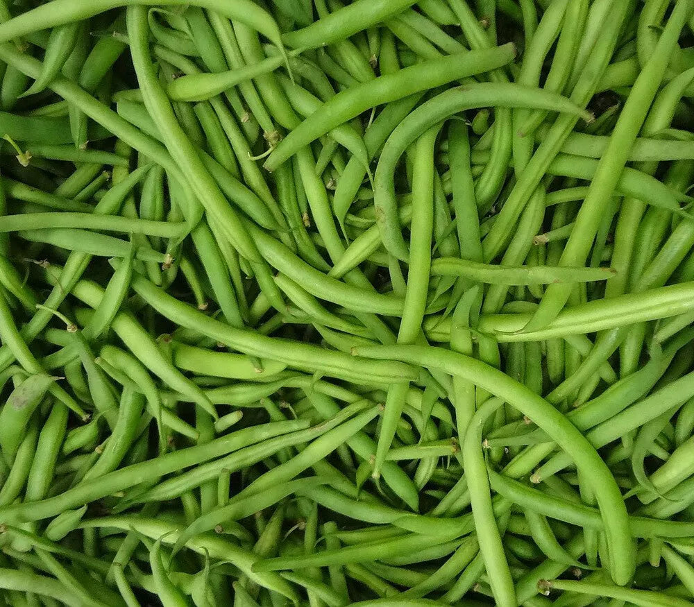 Burpee Stringless Green Bean Seeds, 1/4 LB, Non-GMO, Phaseolus vulgaris, Garden Vegetable Seeds