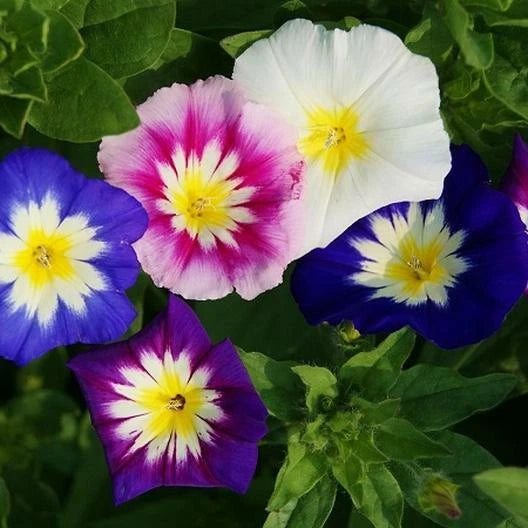 Dwarf Morning Glory Seeds - Mixed Colors Blue & Purple - Non-GMO - 100 Seeds for Container Garden - Ipomoea tricolor