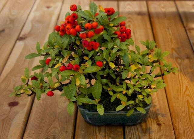 Bonsai Firethorn Tree Seeds - 50 Seeds for Planting - Pyracantha Coccinea - Drought-Resistant Ornamental Tree