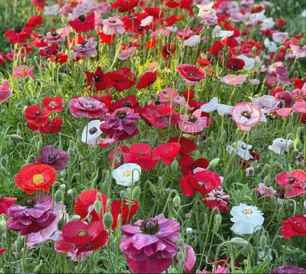 Poppy Mix Wildflower Seeds - 300 Seeds - Colorful Blend of Annual & Perennial Poppies - Papaver spp.