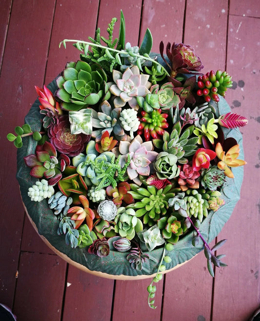 Assorted Succulent Cuttings Set - 12 or 22 Varieties - Ideal for DIY Arrangements - Perfect for Home Decor and Gifts