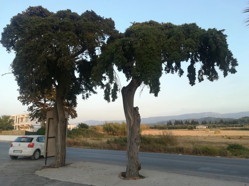 Italian Cypress Seeds - Bulk Availability - Cupressus sempervirens - Ideal for Landscaping and Privacy Hedges