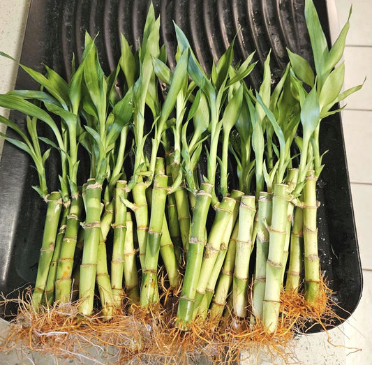 10 Lucky Bamboo Plants 6 Inches - Feng Shui Home Decor, Perennial Indoor - Dracaena sanderiana