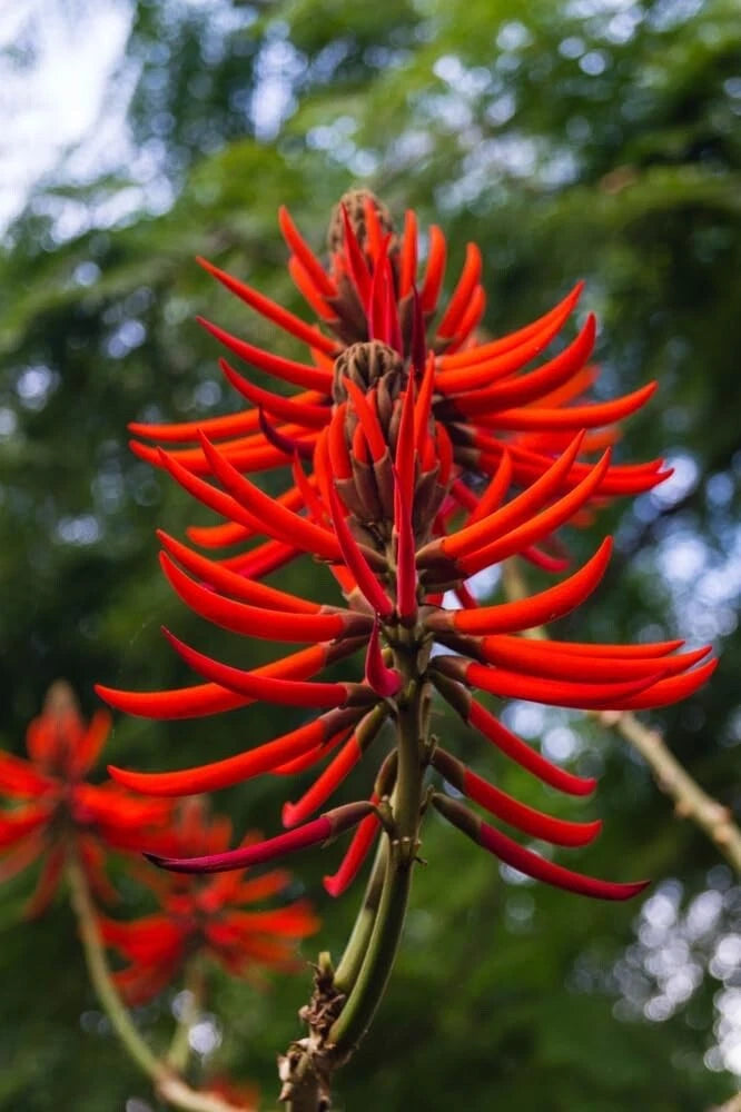 Kaffir Coral Tree Seeds - 20 Pack for Planting - Erythrina variegata
