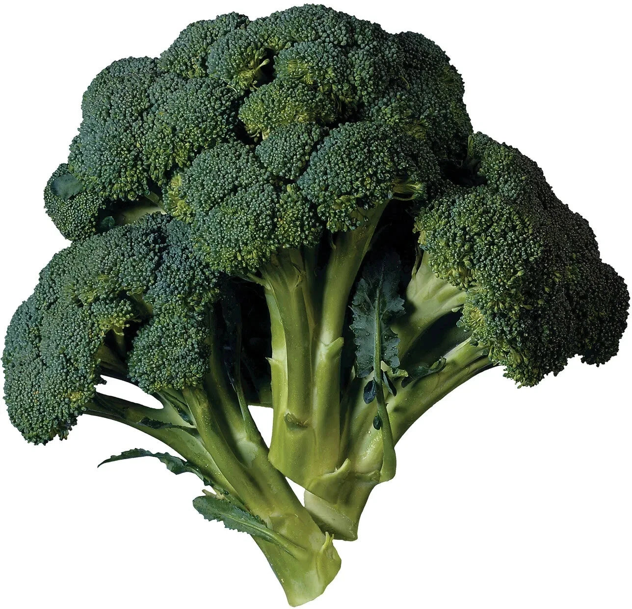 Broccoli Seeds - 15 Pack - Heirloom Variety - Brassica oleracea - Free USA Shipping