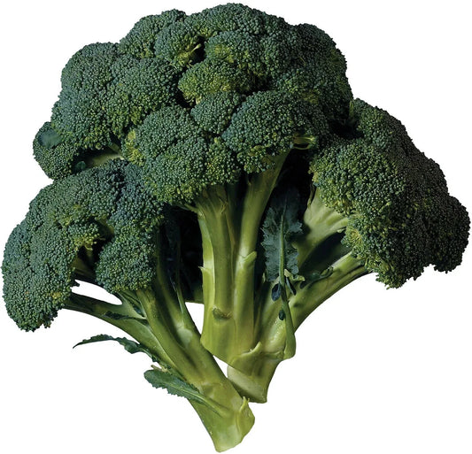 Broccoli Seeds - 15 Pack - Heirloom Variety - Brassica oleracea - Free USA Shipping