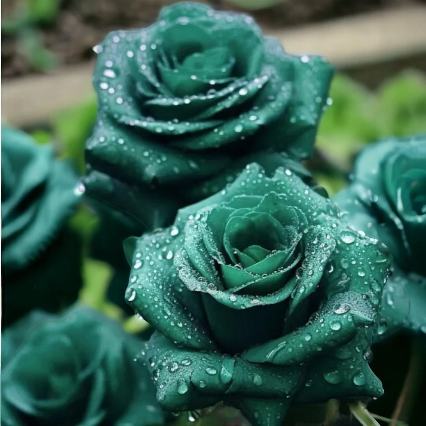 Scottish Green Rose Seeds - 20pcs Non-GMO Heirloom Variety - Ideal for Garden Planting - Rosa spp.