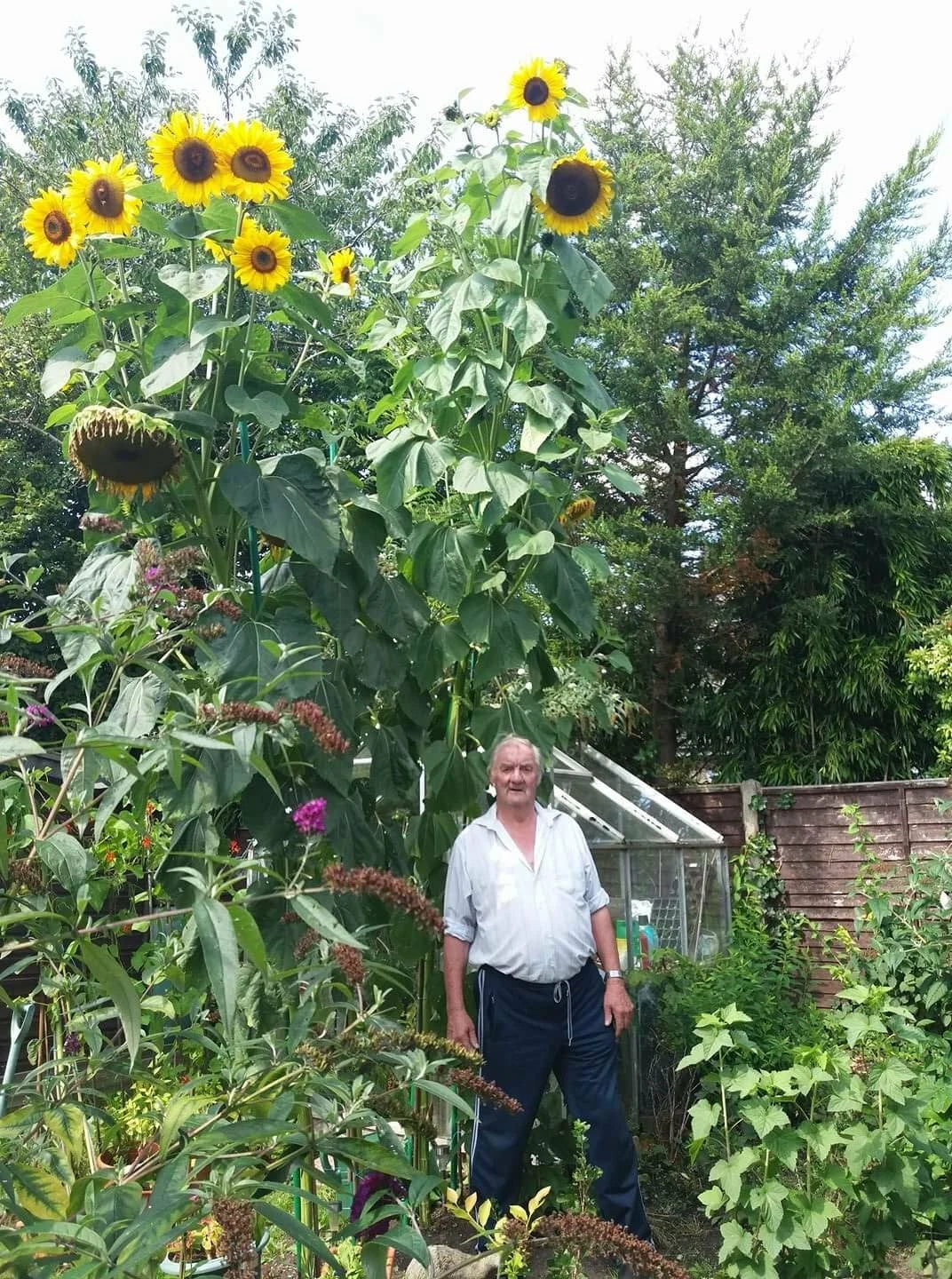 50 King Kong Sunflower Seeds - Multi-Headed Variety - Helianthus annuus - Largest & Tallest Sunflower Seeds