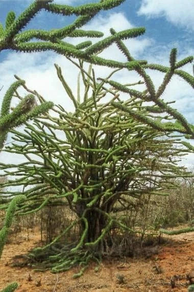 Madagascar Ocotillo Tree Seeds - Alluaudia procera - Drought-Tolerant, Unique Succulent Seeds for Planting