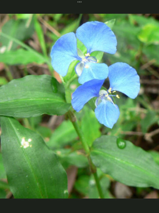 Blue Wandering Jew Day Lily Plants - 5 Fresh Bare Rooted Plants - Tradescantia zebrina