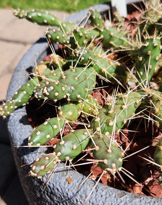 Brittle Prickly Pear Cactus Pad Cuttings (3) - Opuntia Fragilis - Flagstaff Arizona Variety