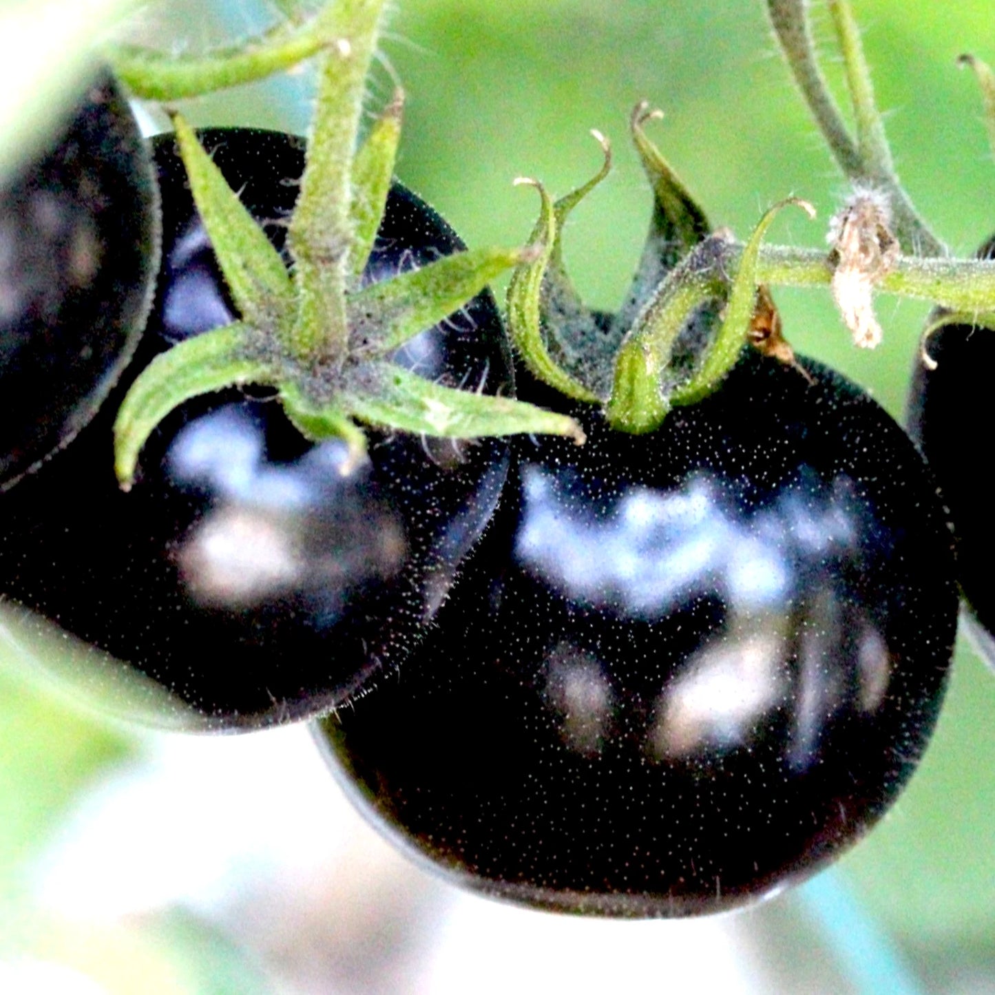 European Black Cherry Tomato Seeds - 75+ Heirloom, Non-GMO, Sweet & Tasty, Rare Variety - Perfect for Gardeners