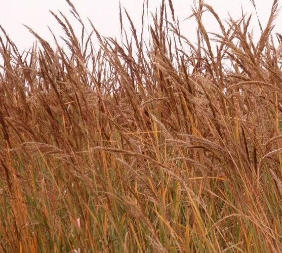 Indian Grass Seeds - 600+ Ornamental Perennial Plants - Native Grass Seed for Garden (Sorghastrum nutans)