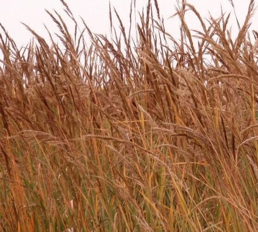 Indian Grass Seeds - 600+ Ornamental Perennial Plants - Native Grass Seed for Garden (Sorghastrum nutans)