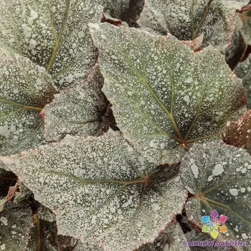 25+ Triton Rex Begonia Seeds - Space Age Variety - Exotic Indoor Garden Seeds - Free Shipping - USA