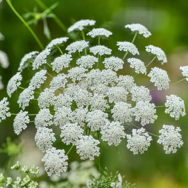 Bishop's Flower Seeds - 300+ Ammi Majus White - Annual Flower Seeds - USA Grown, Free Shipping