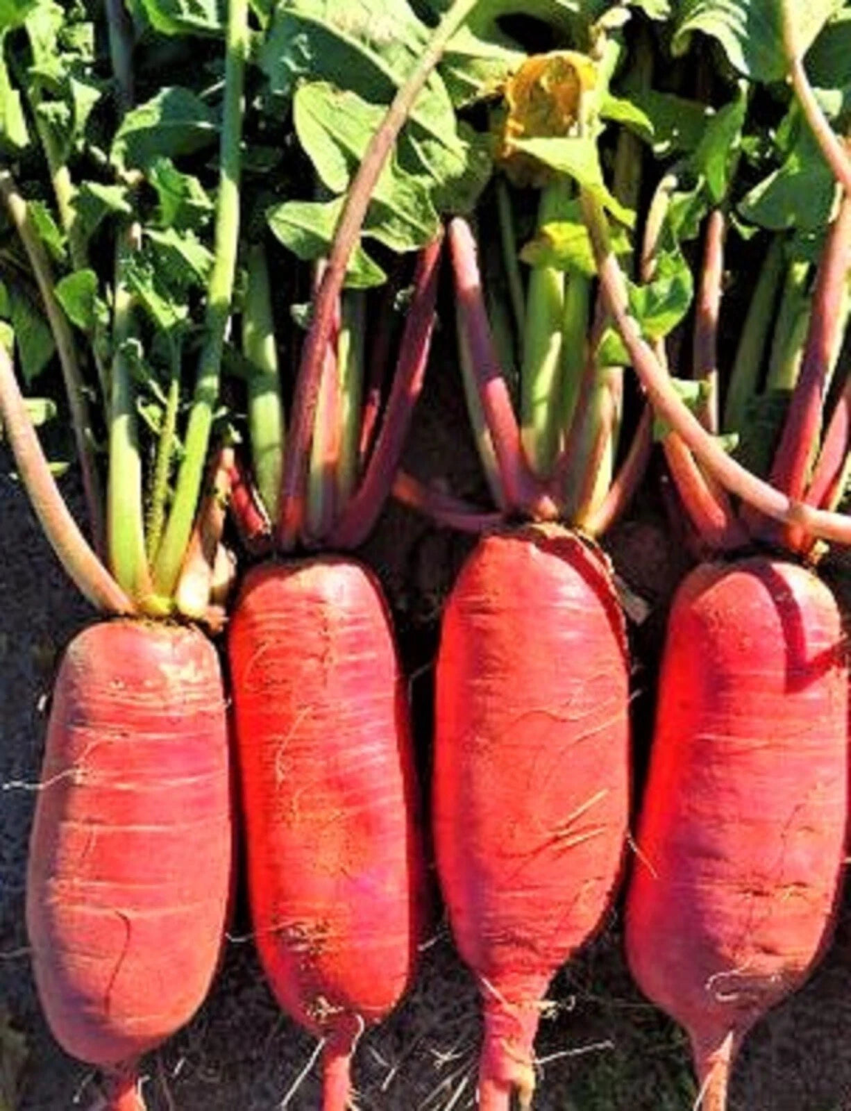 China Rose Radish Seeds 100+ Non-GMO, Heirloom Variety, Raphanus sativus - Perfect for Home Gardening