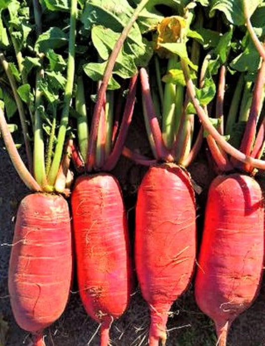 China Rose Radish Seeds 100+ Non-GMO, Heirloom Variety, Raphanus sativus - Perfect for Home Gardening