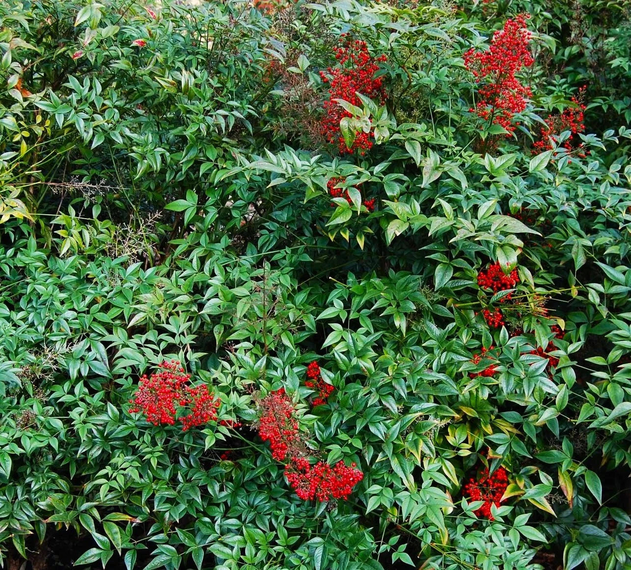 Nandina Domestica Live Plants - Heavenly Bamboo Shrub Seedlings 3"-6" - Ornamental Garden Plants