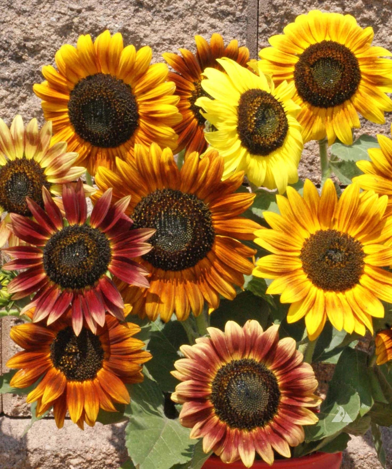 Autumn Beauty Sunflower Seeds - 60 Inches Tall - Mix of Colors - Helianthus annuus
