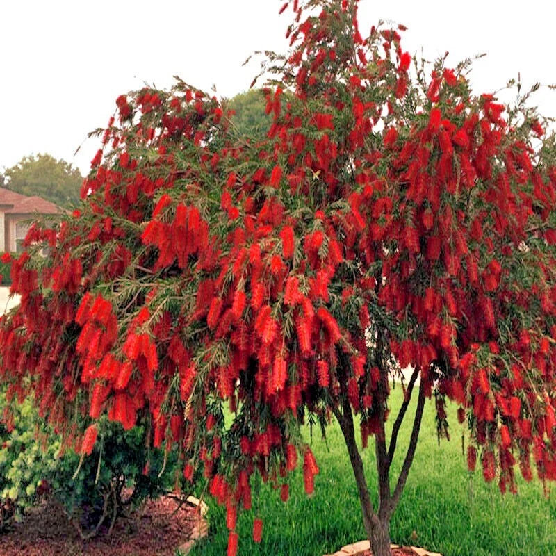 50 Weeping Bottlebrush Tree Seeds - Callistemon viminalis - Ideal for Gardens and Landscaping