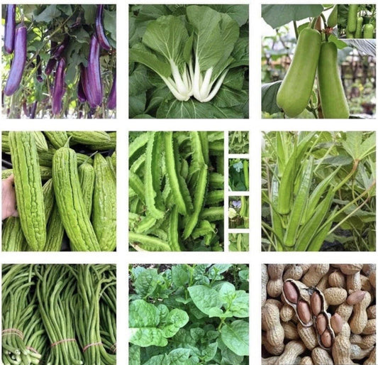 15 Packets of Non-GMO Asian Vegetable Seeds for Planting - Grow Your Own Food - Various Varieties