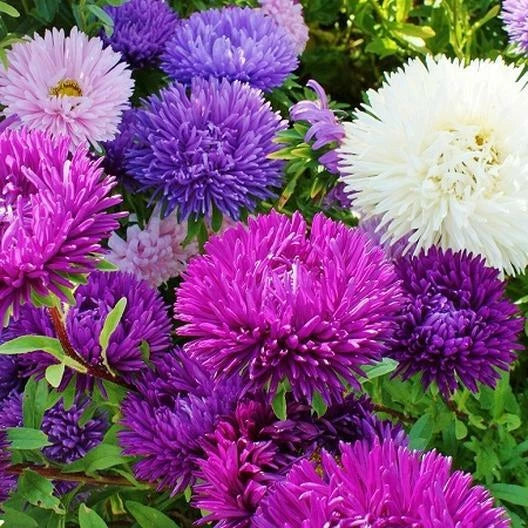 Aster Cut Flowers Mix 30" Tall Double Gremlin Non-GMO Seeds for Sun/Part Shade - 200 Count