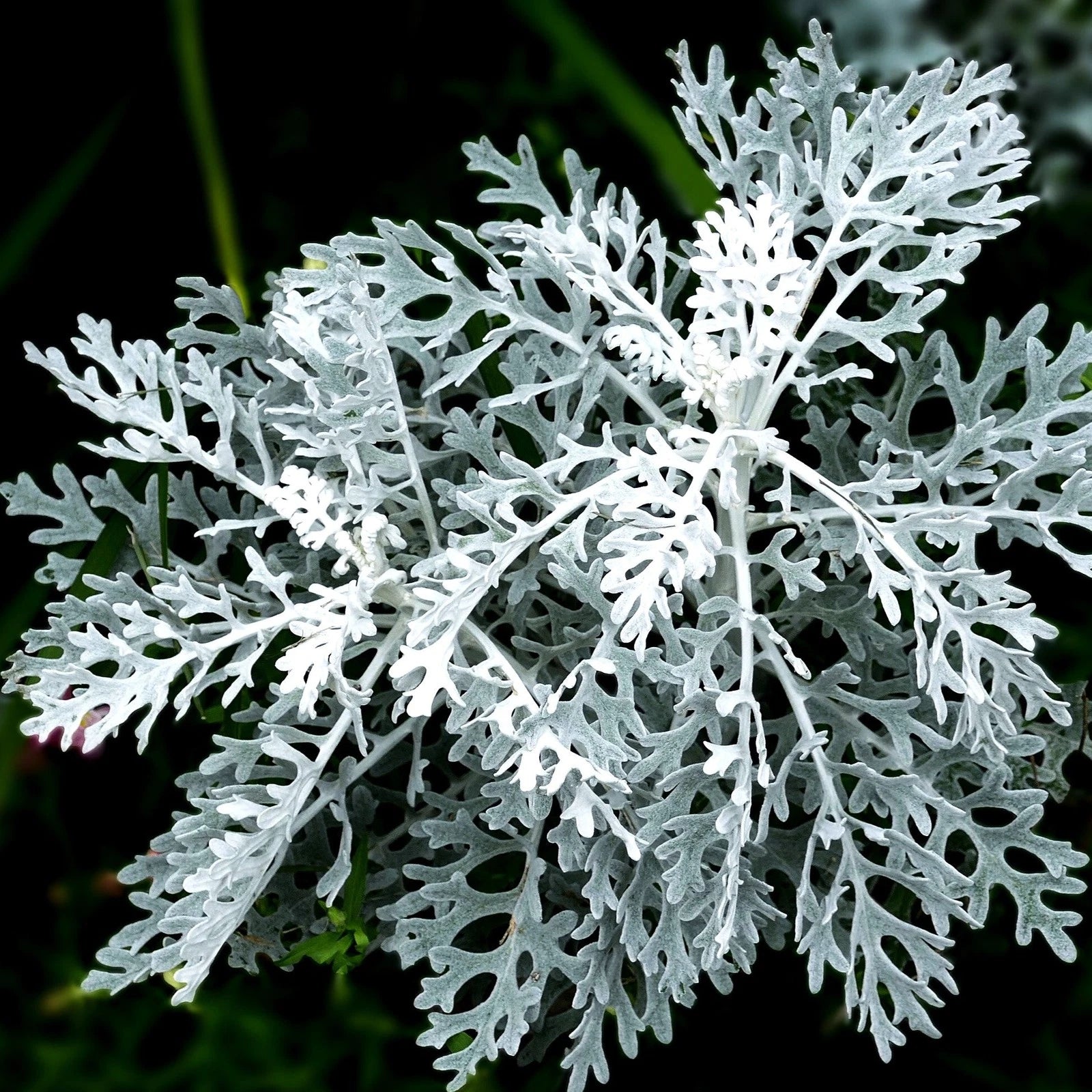 Dusty Miller Seeds - Fuzzy Silver White Leaf - Senecio Cineraria - Ideal for 2025 Planting