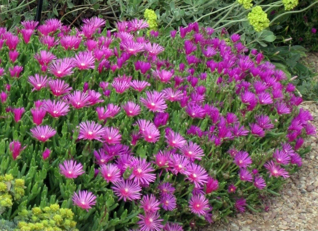 Magenta Coopers Hardy Ice Plant Ground Cover - Delosperma Cooperi - Bare Root Succulent - 5 Roots for Easy Garden Color