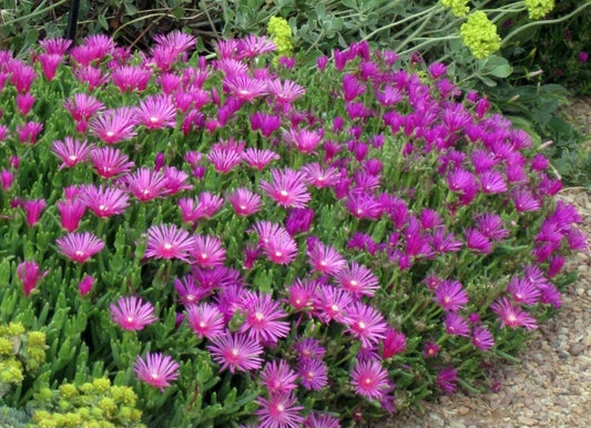 Magenta Coopers Hardy Ice Plant Ground Cover - Delosperma Cooperi - Bare Root Succulent - 5 Roots for Easy Garden Color