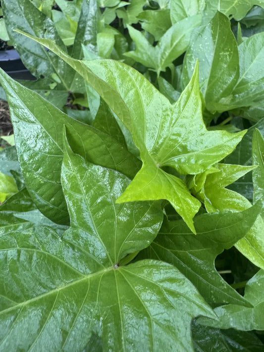 Covington Sweet Potato Slips - 5 Unrooted Cuttings - Ipomoea batatas - Organic Vegetable Garden Starter