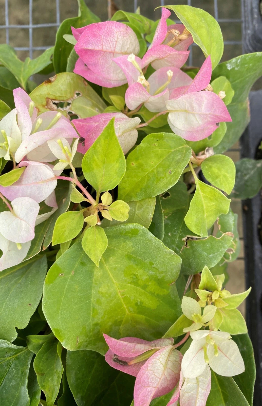 Bougainvillea Starter Plant - Yani's Delight - Live Plug - Well Rooted - Bougainvillea spp. - USA Seller